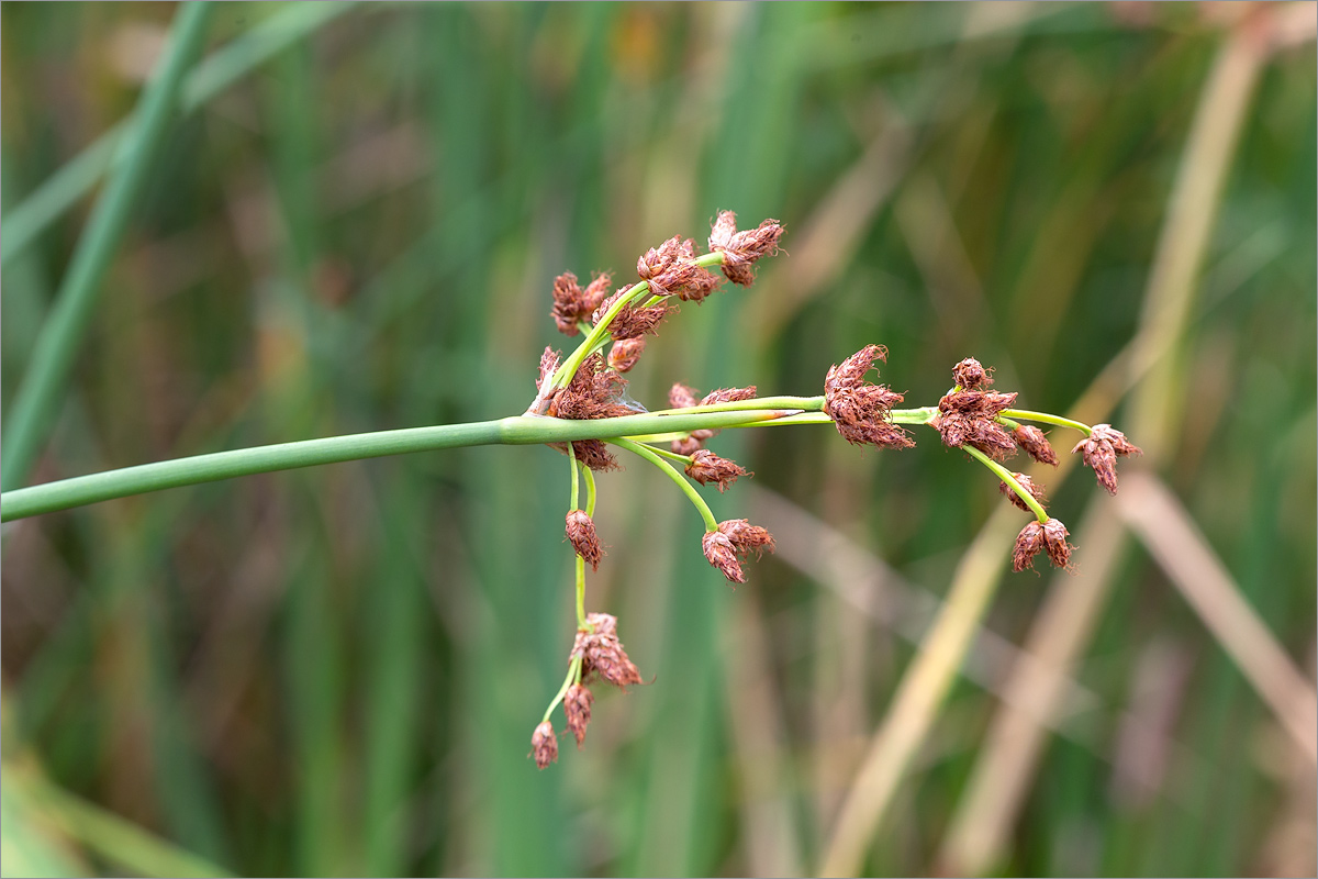 Image of genus Schoenoplectus specimen.