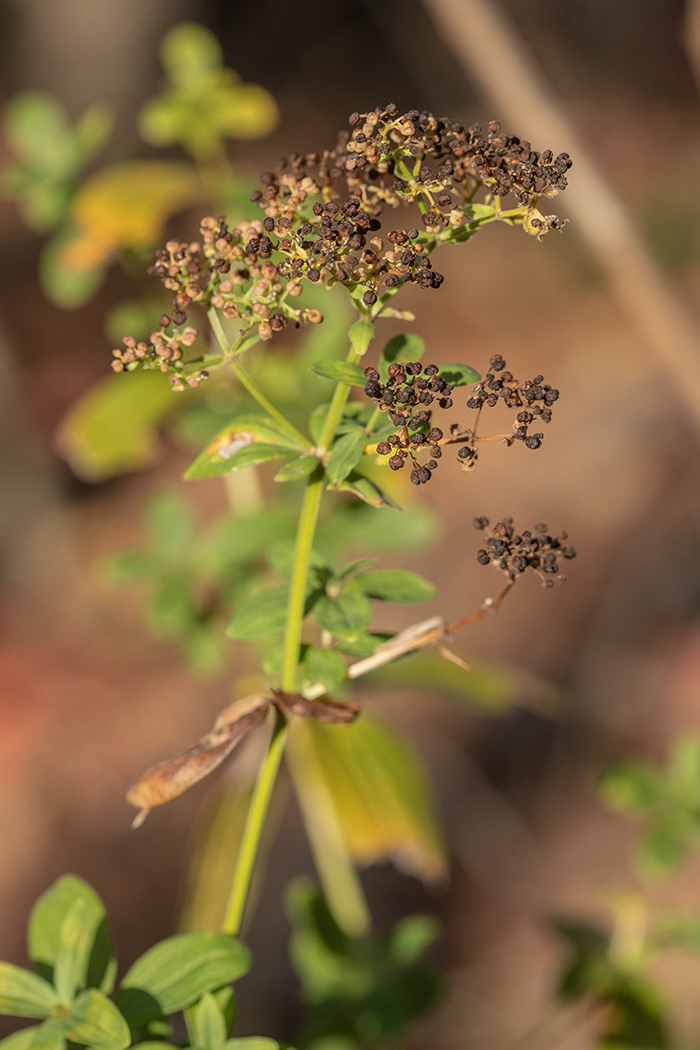 Изображение особи Galium physocarpum.