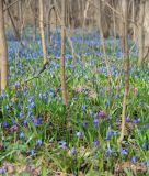 Scilla siberica