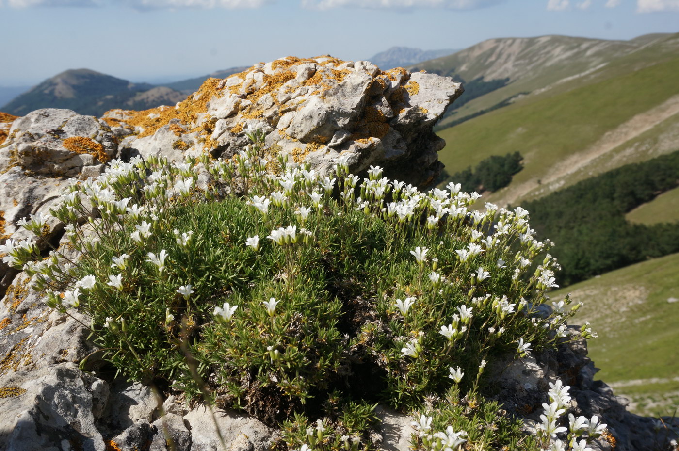 Image of Minuartia taurica specimen.