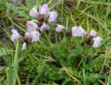 Pedicularis rhinanthoides