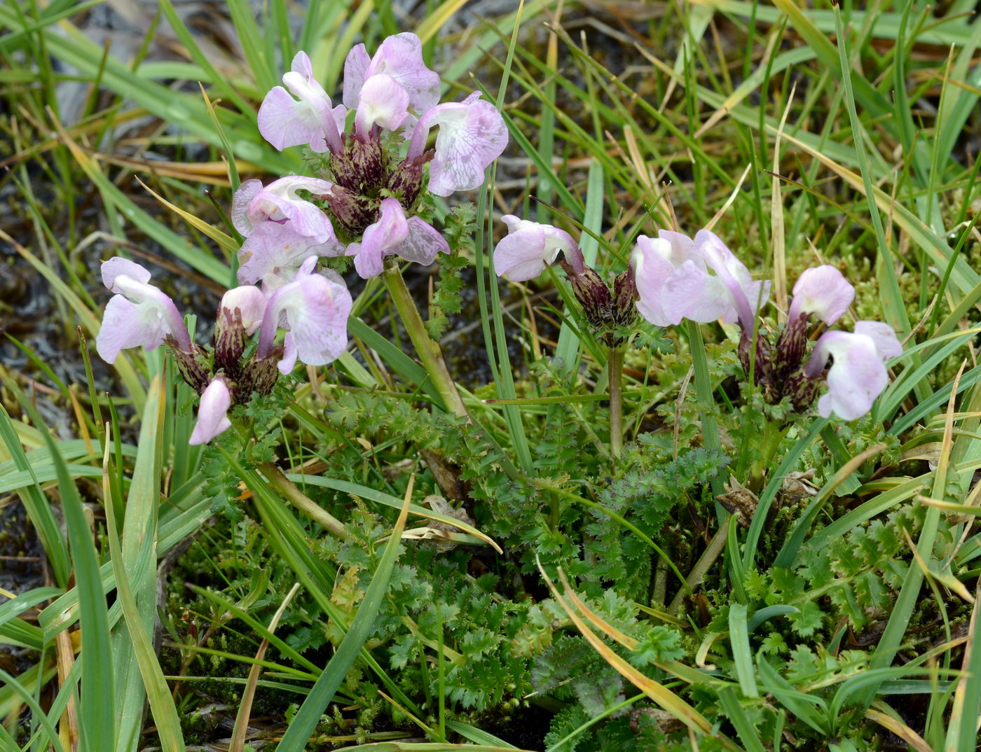 Изображение особи Pedicularis rhinanthoides.