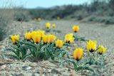 Tulipa borszczowii