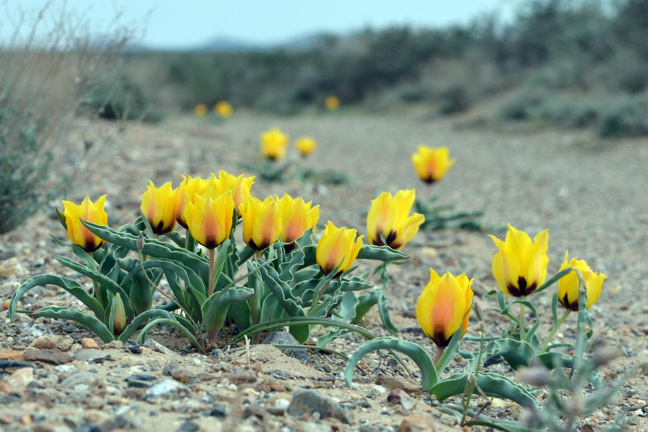Image of Tulipa borszczowii specimen.