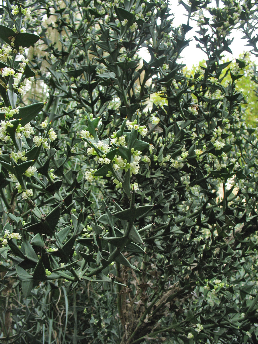 Изображение особи Colletia paradoxa.