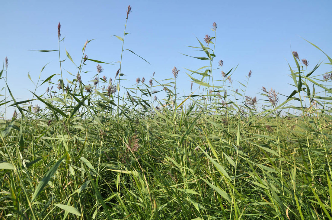 Изображение особи Phragmites australis.