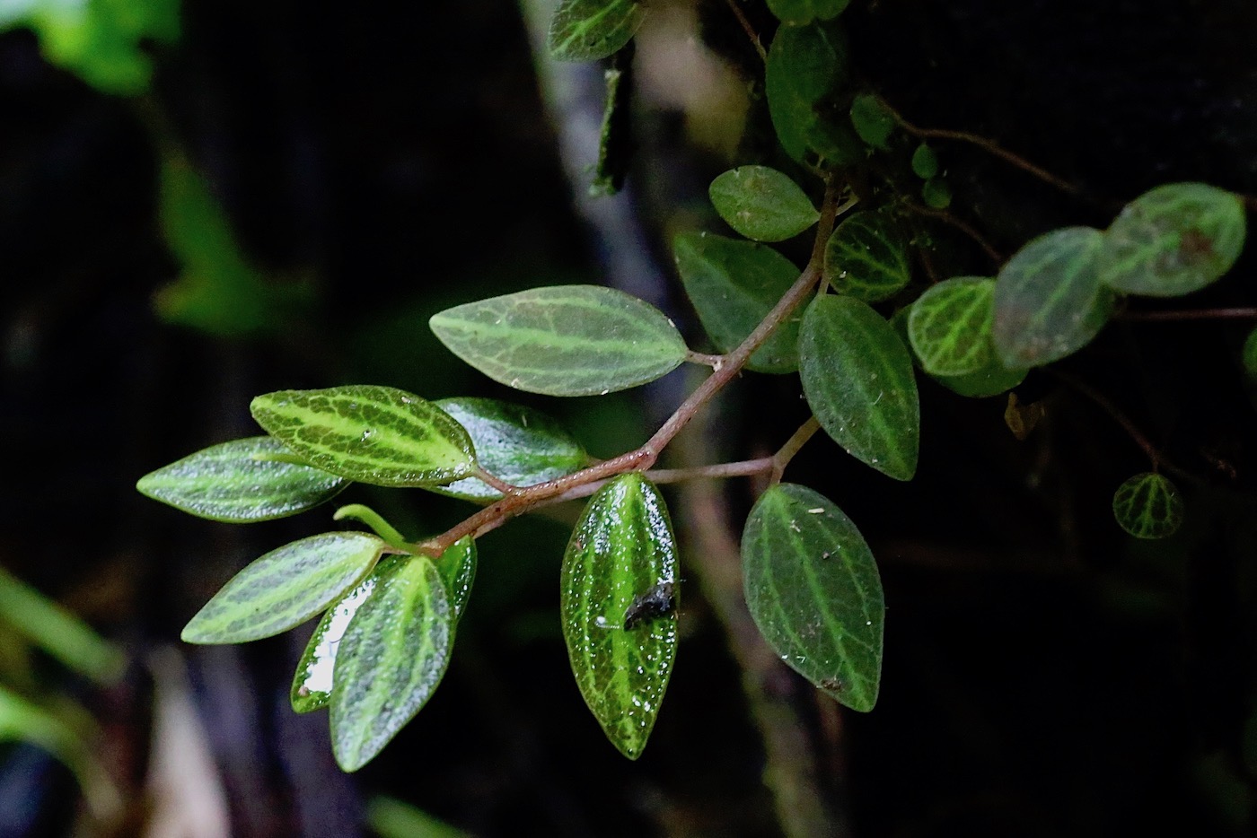 Изображение особи Peperomia jamesoniana.