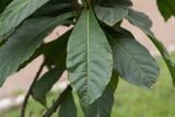Solanum sessile