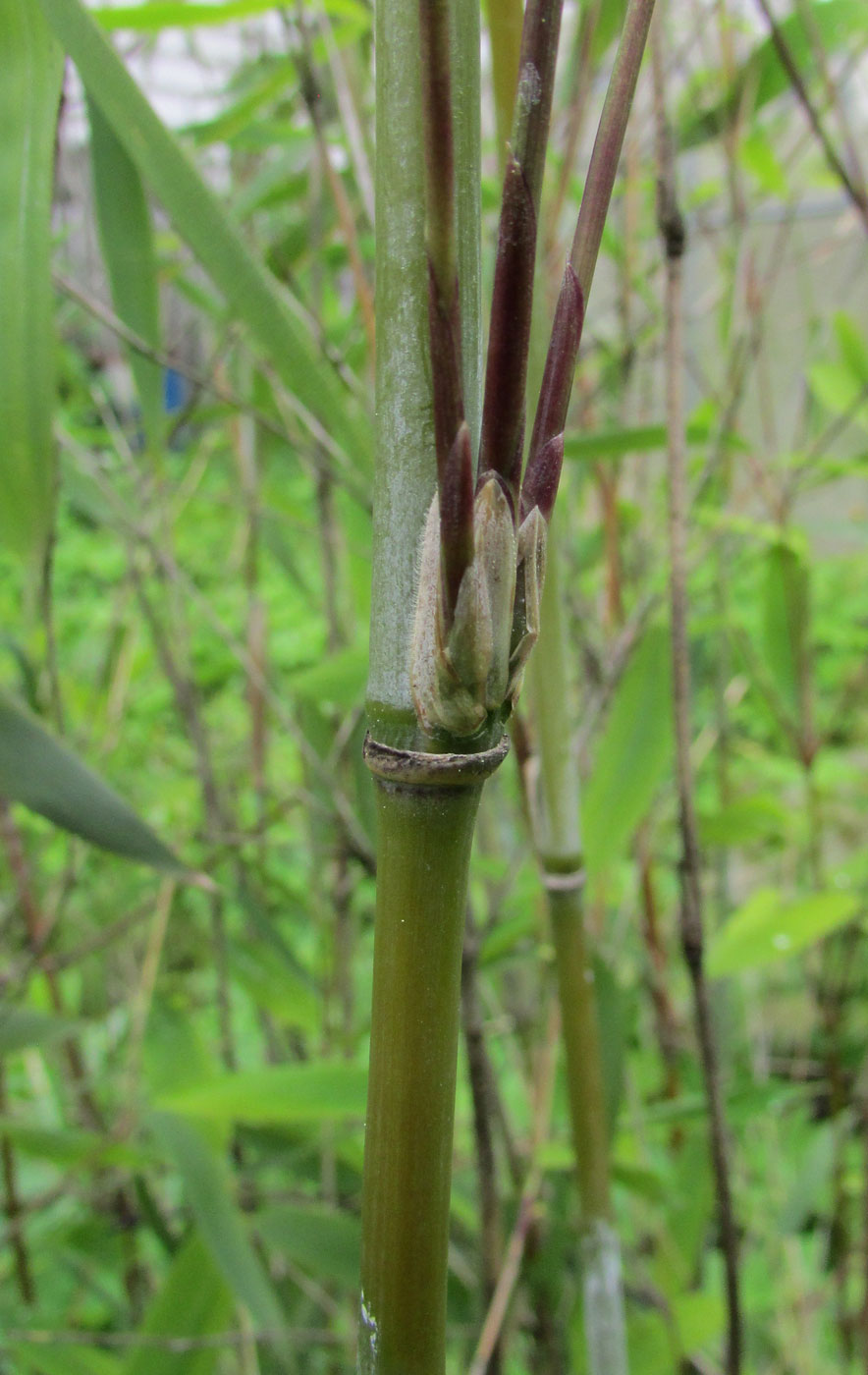 Image of Sinarundinaria nitida specimen.