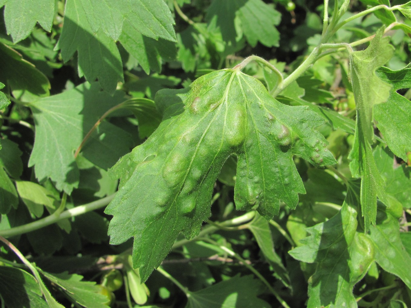 Image of Ribes aureum specimen.