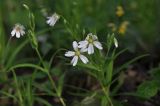 Stellaria holostea. Верхушка цветущего растения. Калужская обл., Боровский р-н, окр. дер. Чёлохово, край смешанного леса. 18 мая 2020 г.