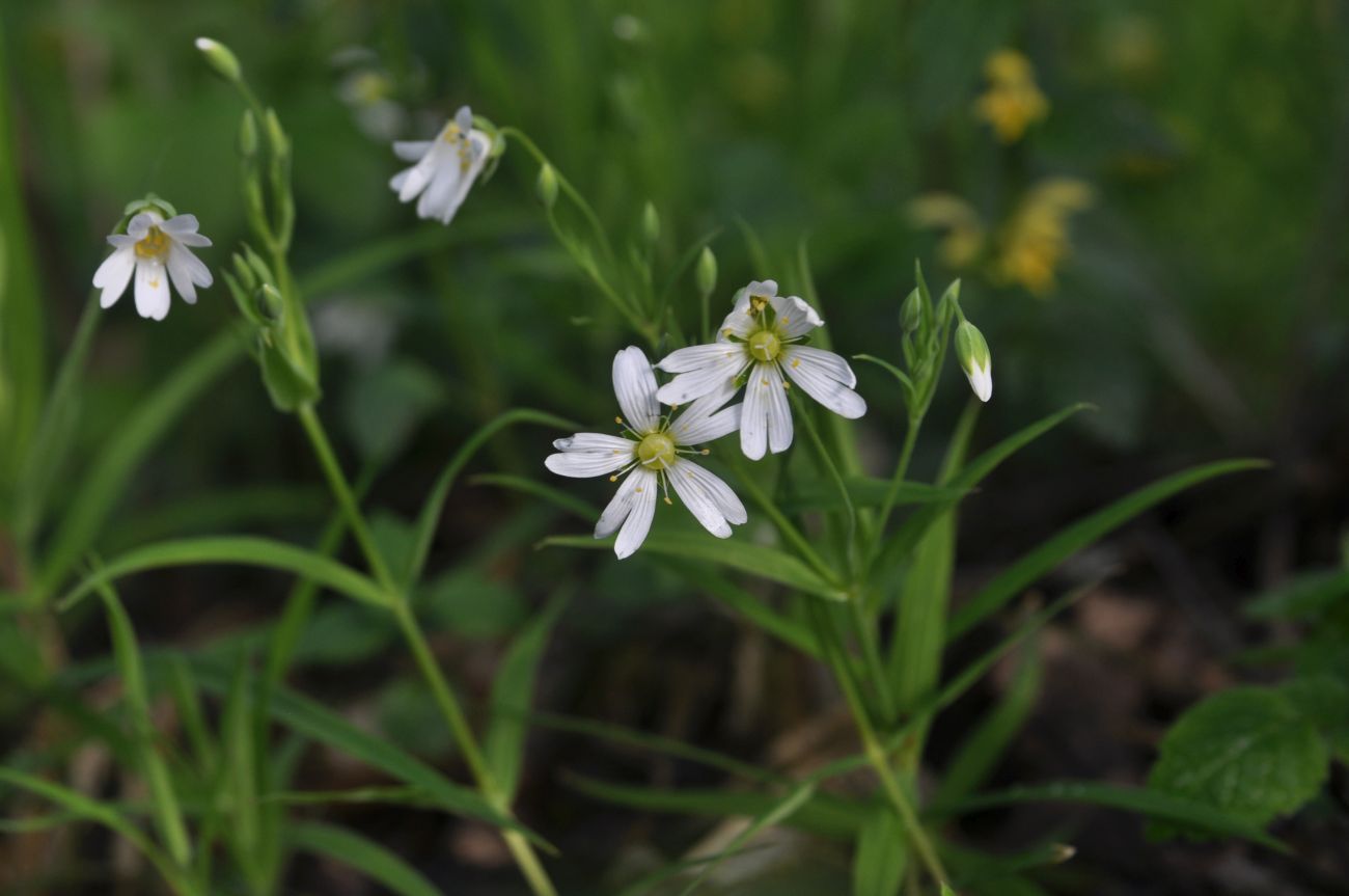 Image of Stellaria holostea specimen.