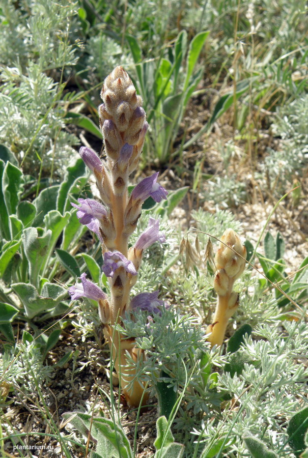 Image of Phelipanche caesia specimen.