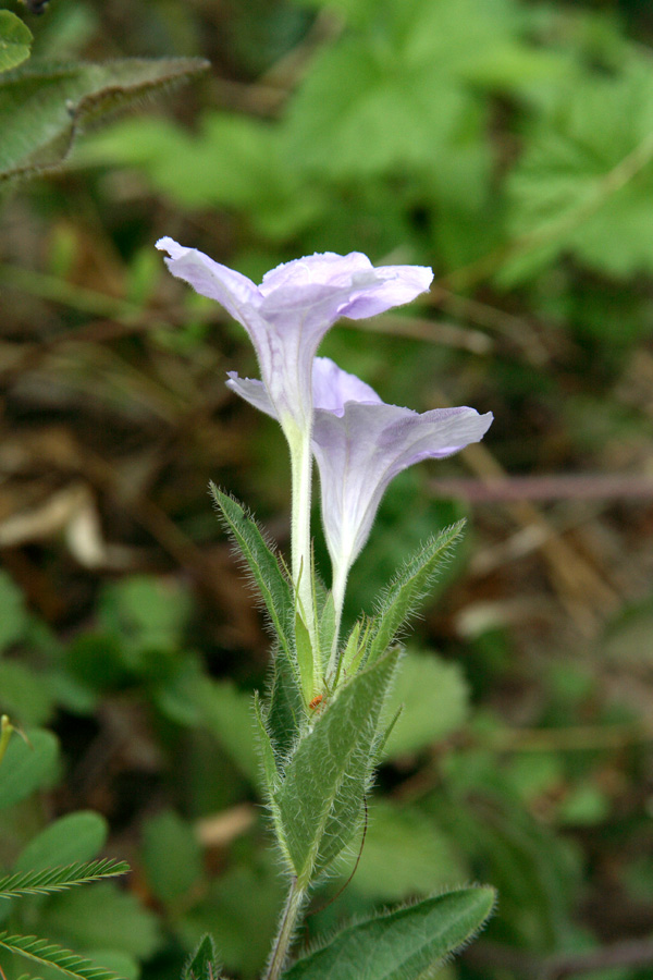 Image of Ruellia humilis specimen.