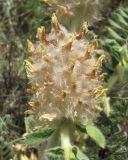 Astragalus maximus. Отцветшее соцветие. Кабардино-Балкария, Эльбрусский р-н, окр. с. Нейтрино, ок. 1850 м н.у.м., сухой склон. 08.07.2020.