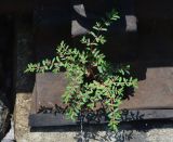 Euphorbia glyptosperma