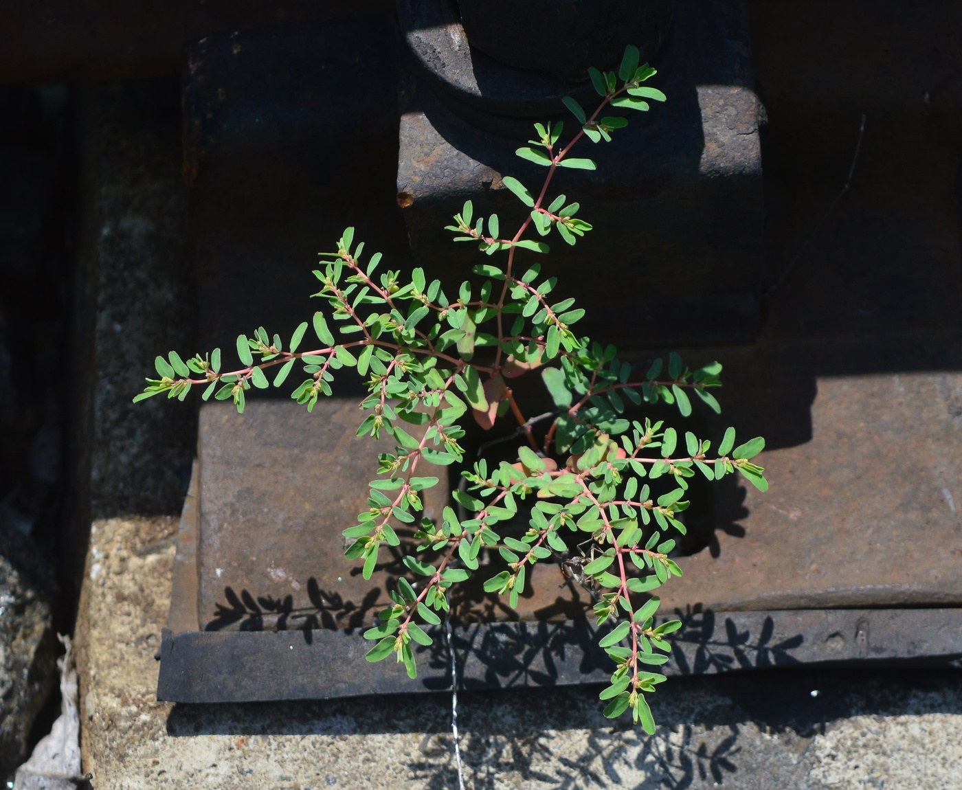 Image of Euphorbia glyptosperma specimen.