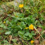 Potentilla ruprechtii. Цветущее растение. Карачаево-Черкесия, окр. Теберды, ущелье р. Азгек, альпийский луг. 02.09.2019.