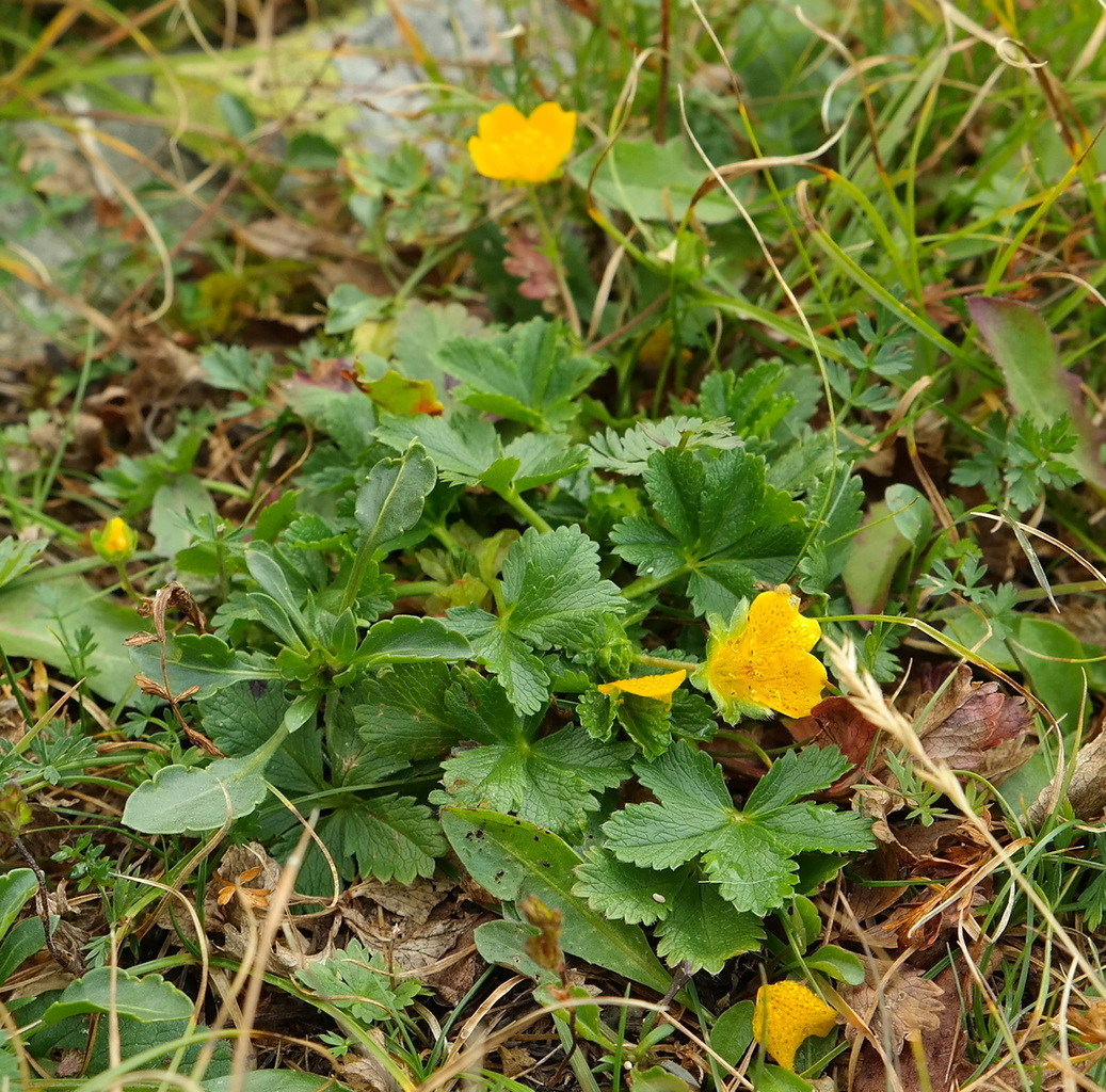 Image of Potentilla ruprechtii specimen.
