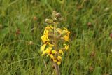 Ligularia sibirica