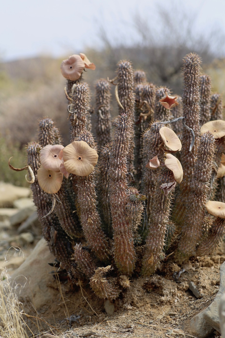 Image of Hoodia gordonii specimen.