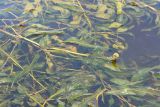 Potamogeton lucens
