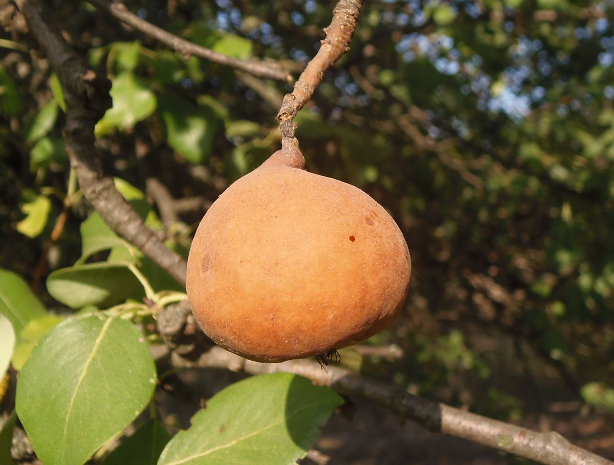 Image of Pyrus pyraster specimen.