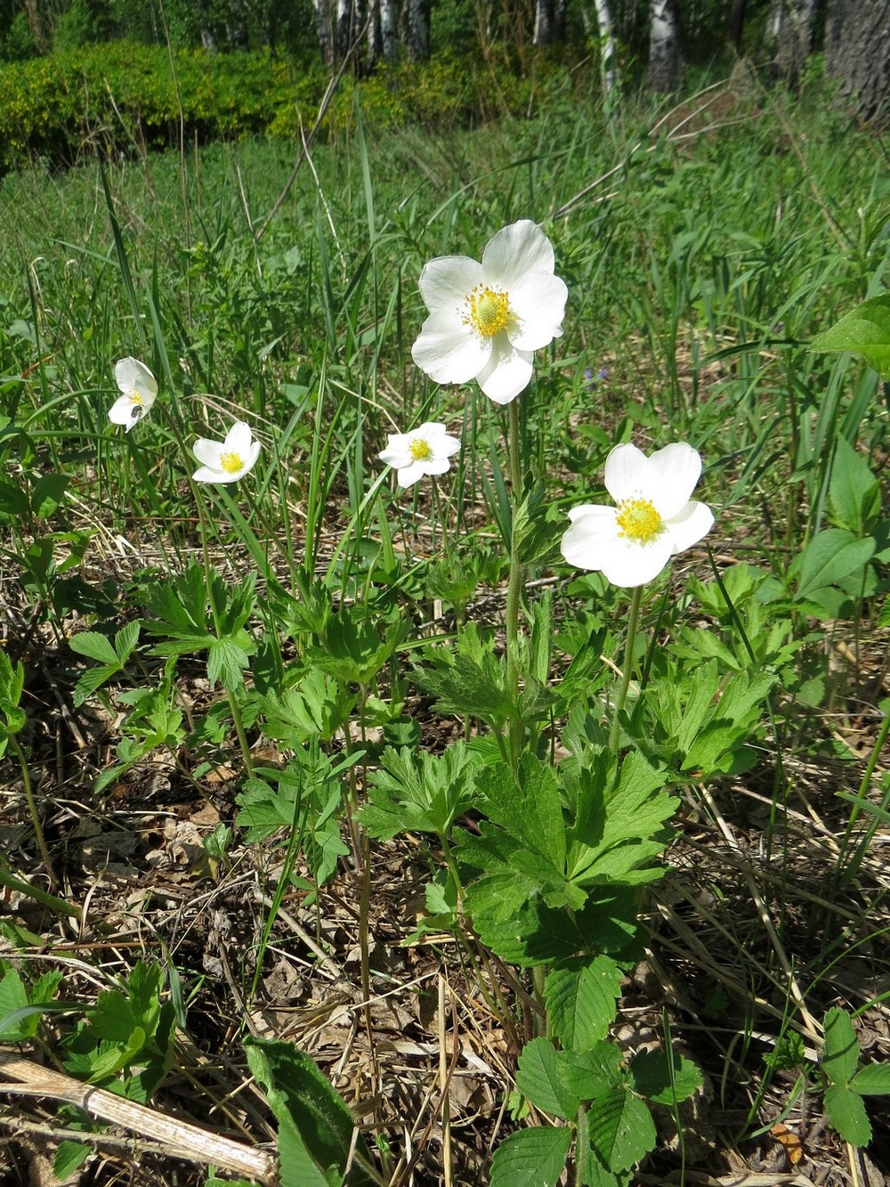 Изображение особи Anemone sylvestris.