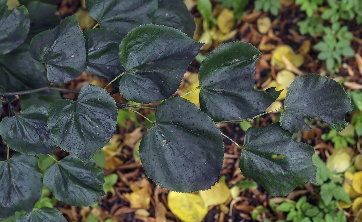 Изображение особи Tilia euchlora.