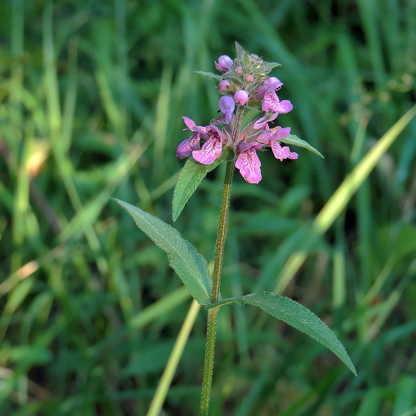 Изображение особи Stachys palustris.