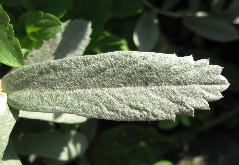 Image of Artemisia ludoviciana specimen.
