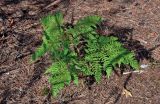 Pteridium pinetorum