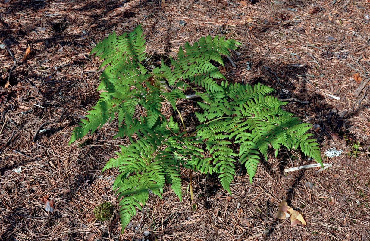 Изображение особи Pteridium pinetorum.