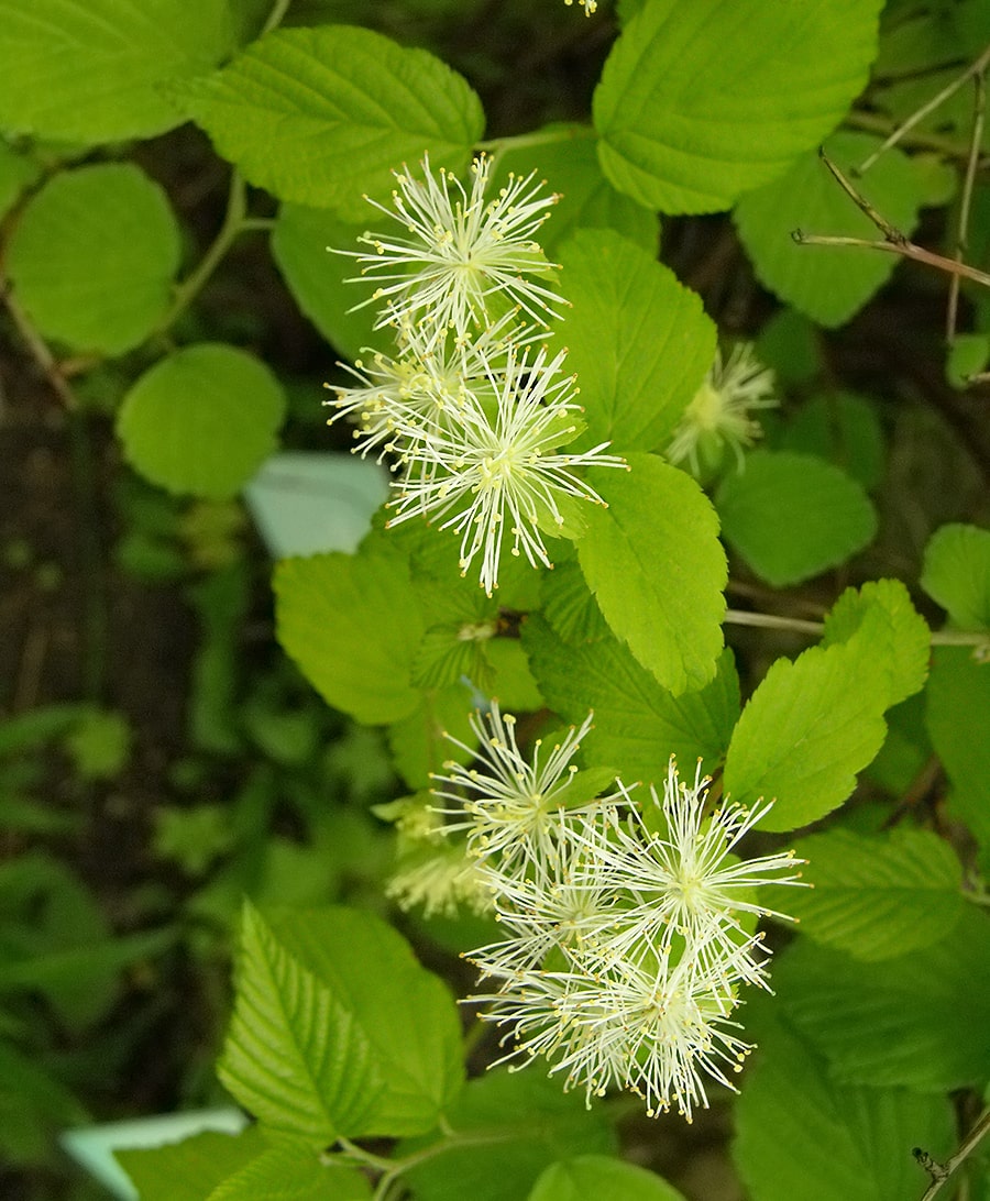 Image of Neviusia alabamensis specimen.