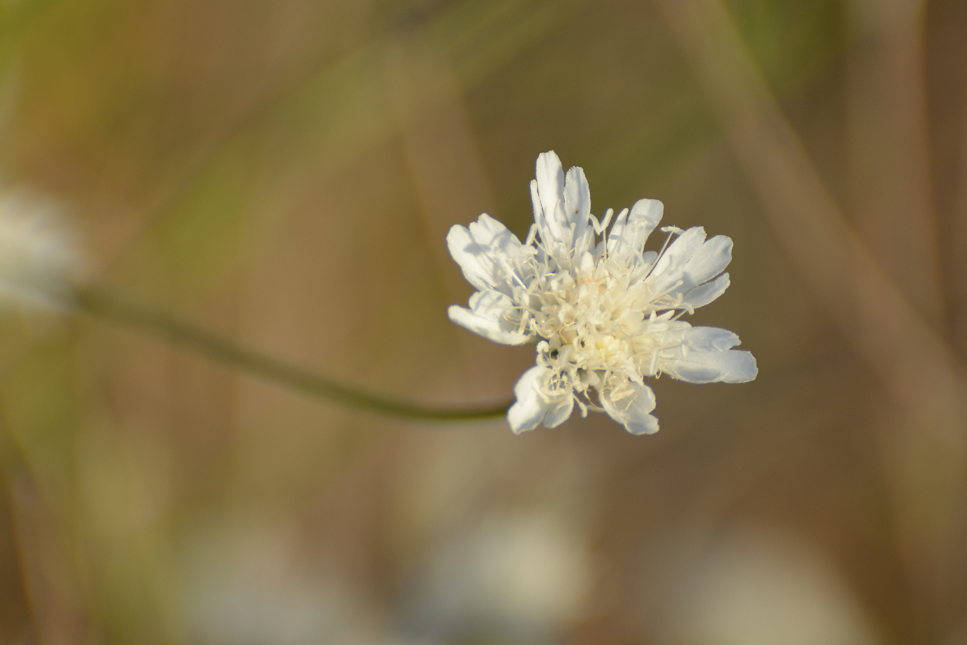 Image of Pycnocomon rutifolium specimen.