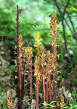 Orobanche laxissima