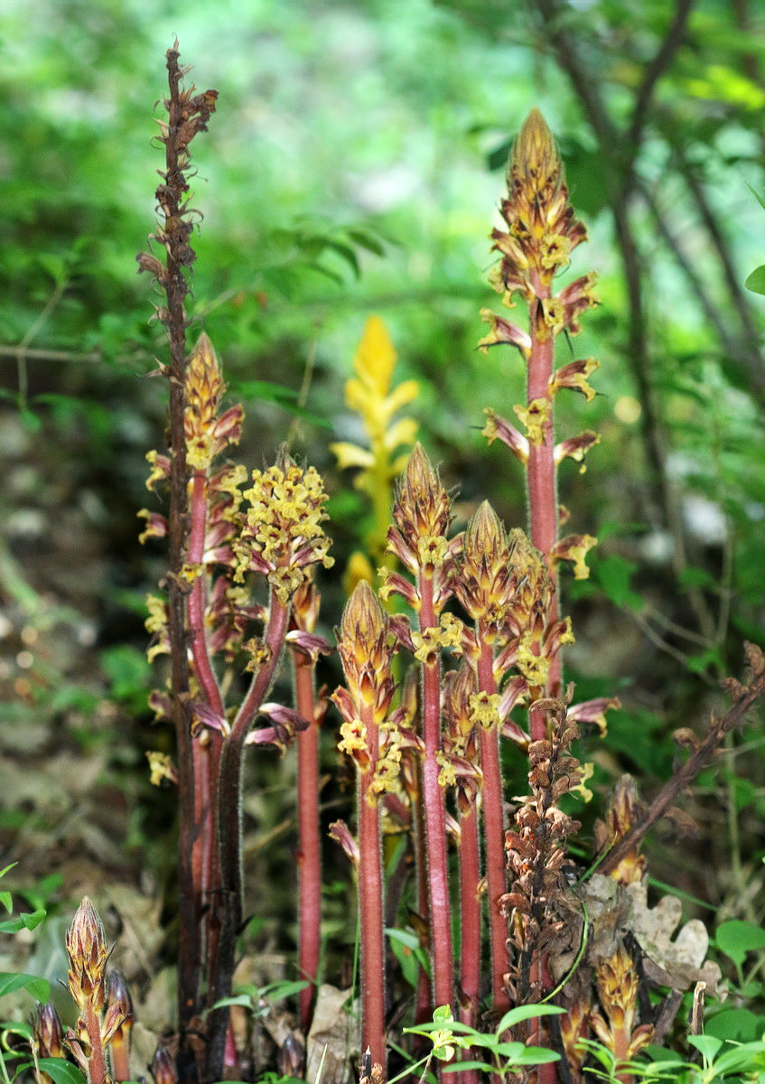 Изображение особи Orobanche laxissima.