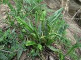 Plantago lanceolata. Вегетирующее растение, поражённое вирусом(?). Краснодарский край, Абинский р-н, у дороги на хр. Папай 14.05.2020.