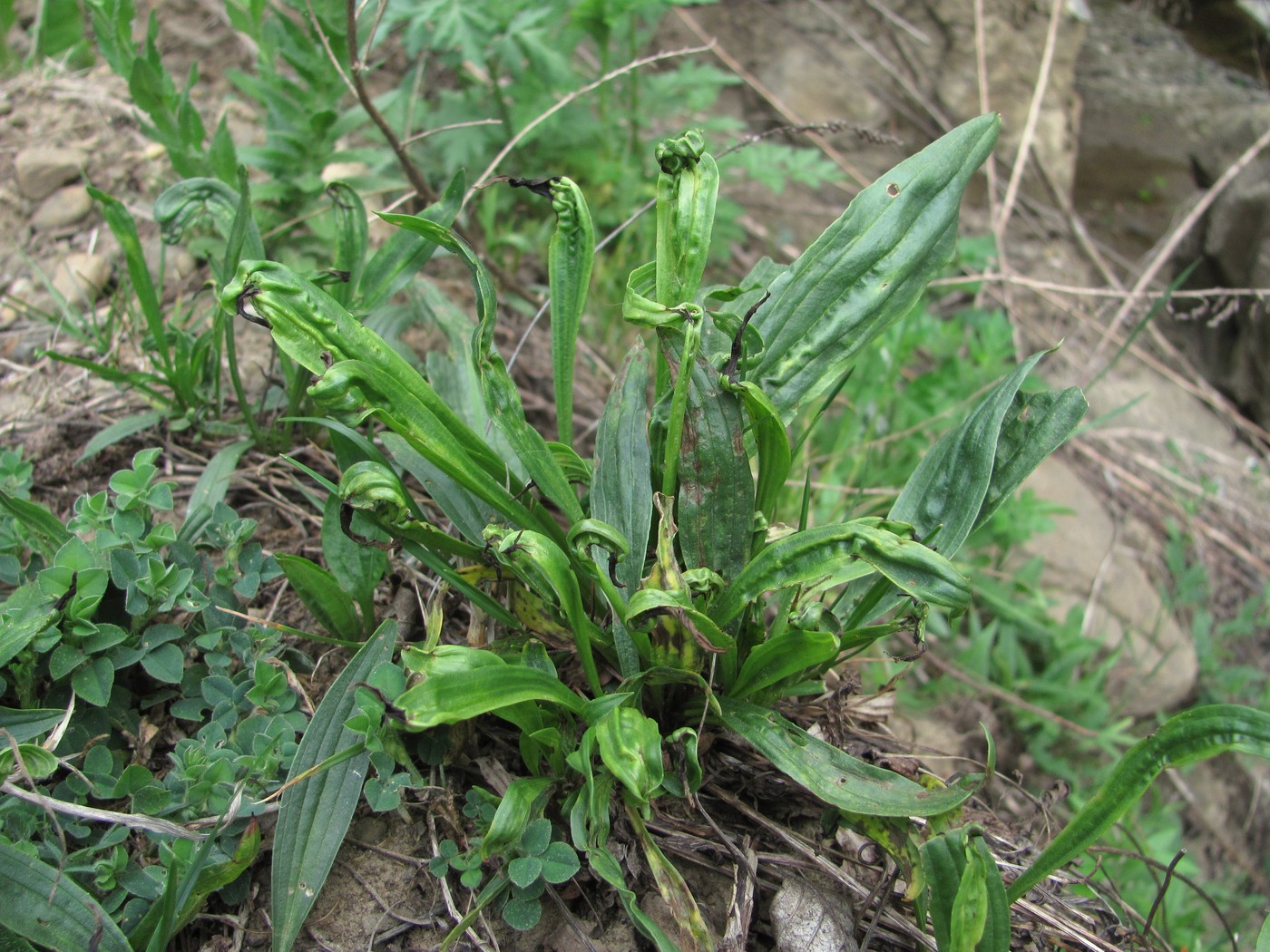 Изображение особи Plantago lanceolata.