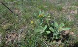 Alyssum dasycarpum