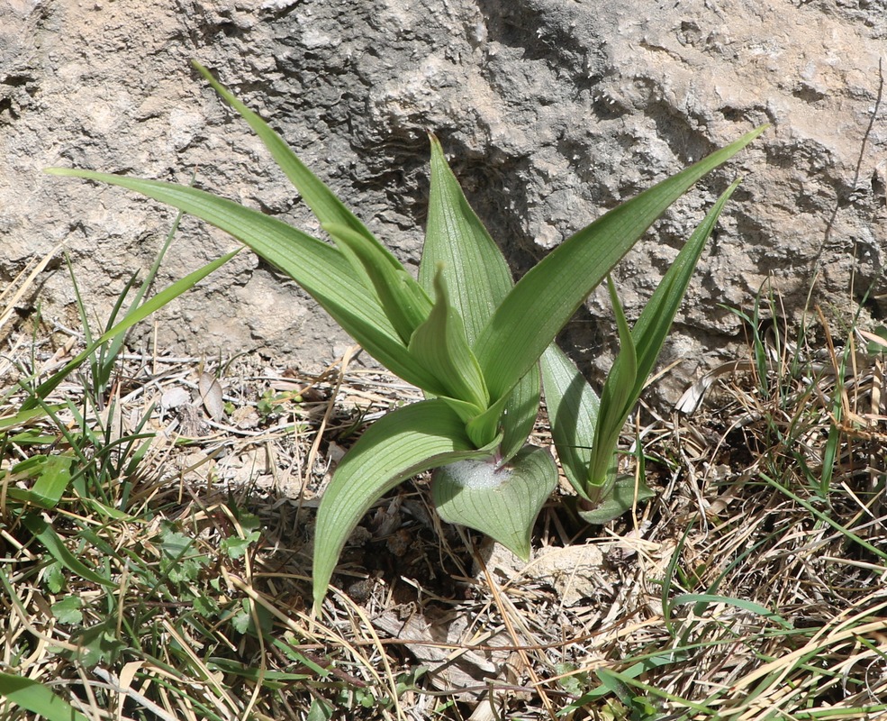 Image of Epipactis veratrifolia specimen.