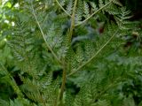 Dryopteris assimilis. Нижняя часть листа с сорусами. Свердловская обл., окр. г. Североуральск, подножие Сосьвинского хребта, долина р. Большая Сосьва, смешанный лес. 29.06.2010.