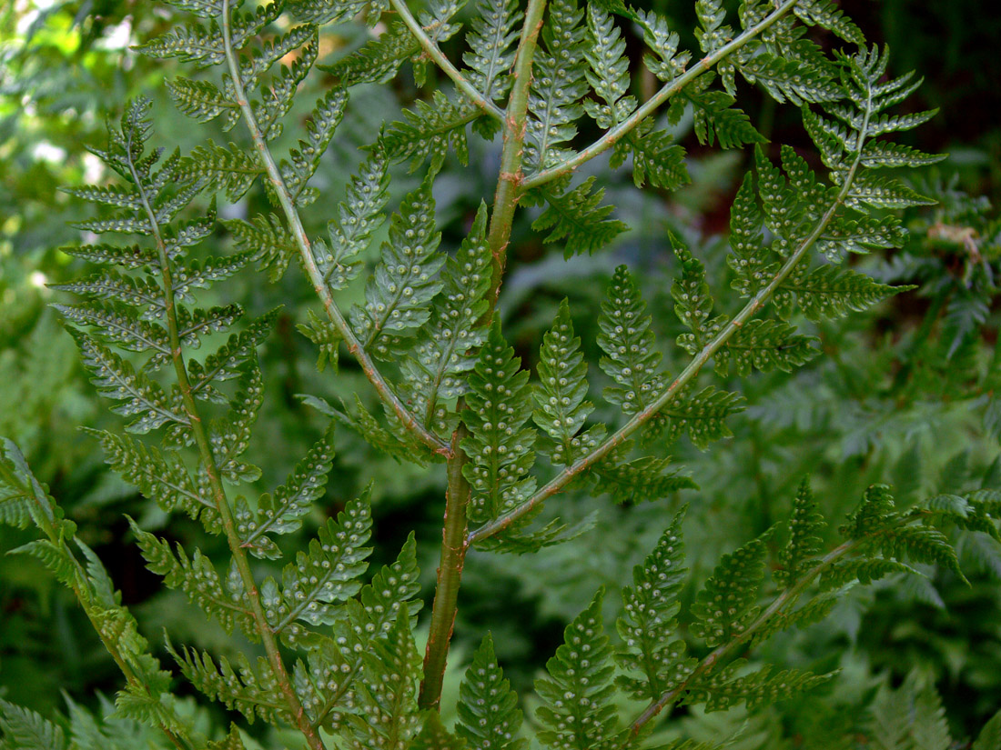 Image of Dryopteris assimilis specimen.