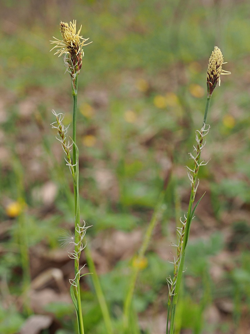 Изображение особи Carex pilosa.