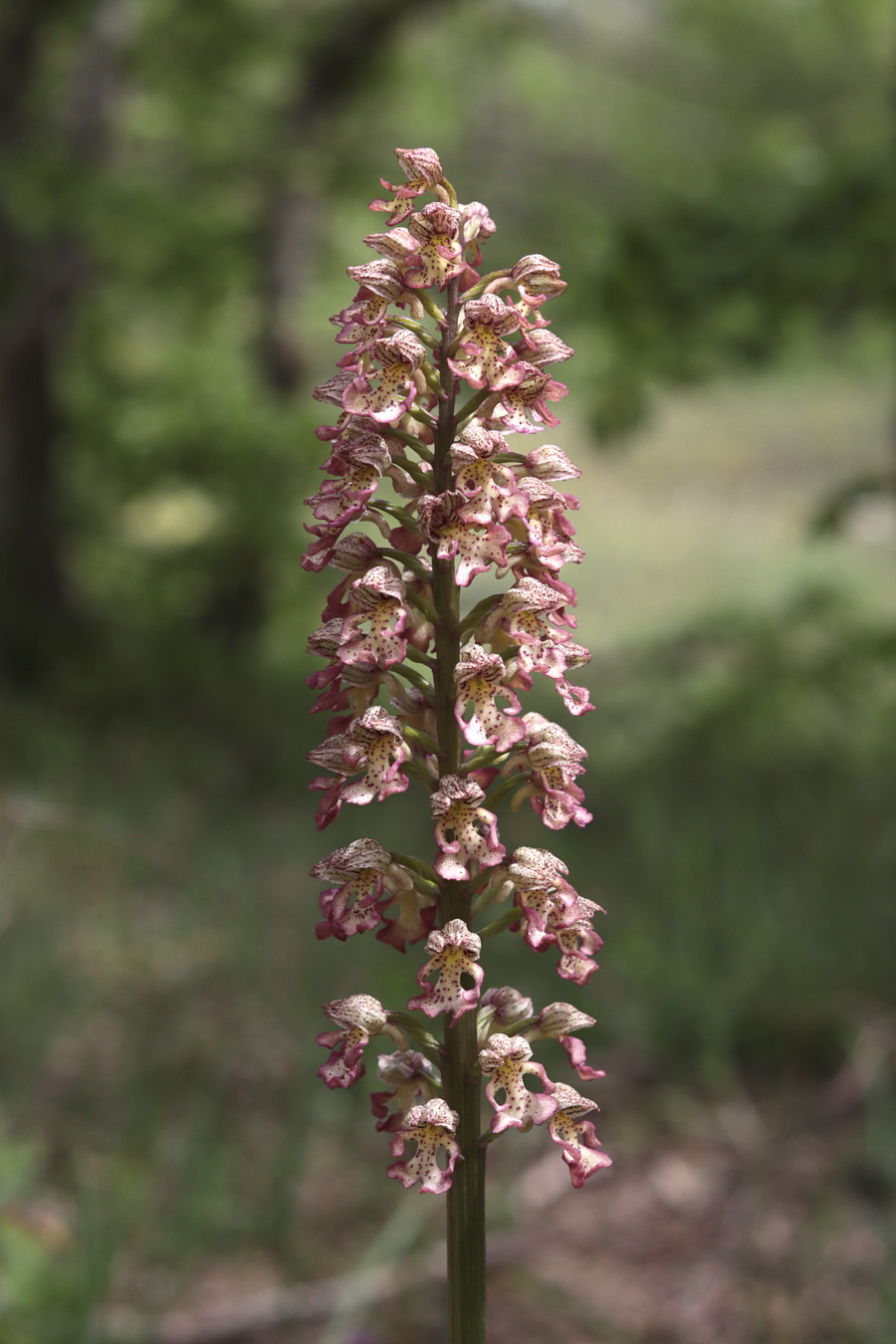 Изображение особи Orchis &times; wulffiana.