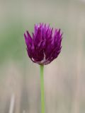 Allium jodanthum