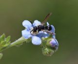 Image of taxon representative. Author is Александр Фатерыга