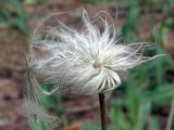 Pulsatilla patens