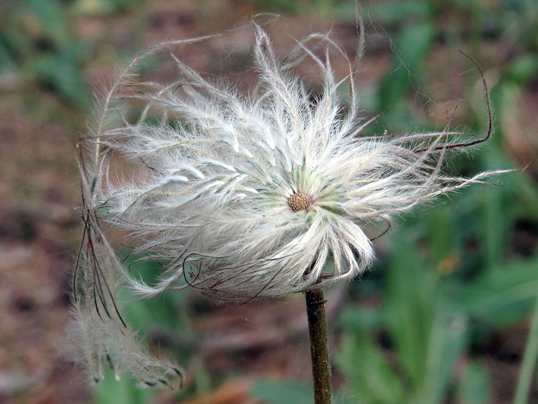 Image of Pulsatilla patens specimen.