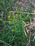 Lepidium perfoliatum